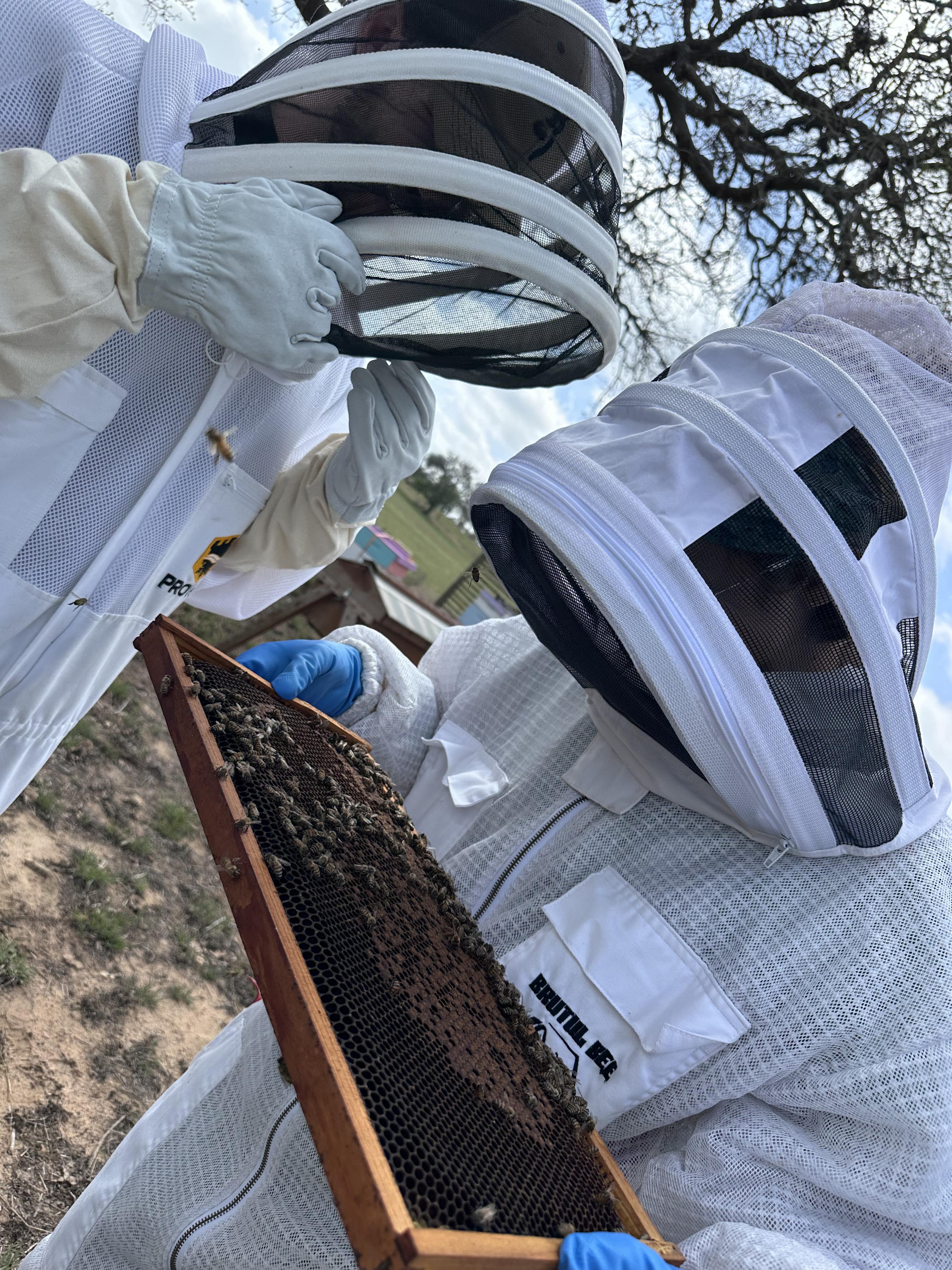 Hive Tours - IMG 3022