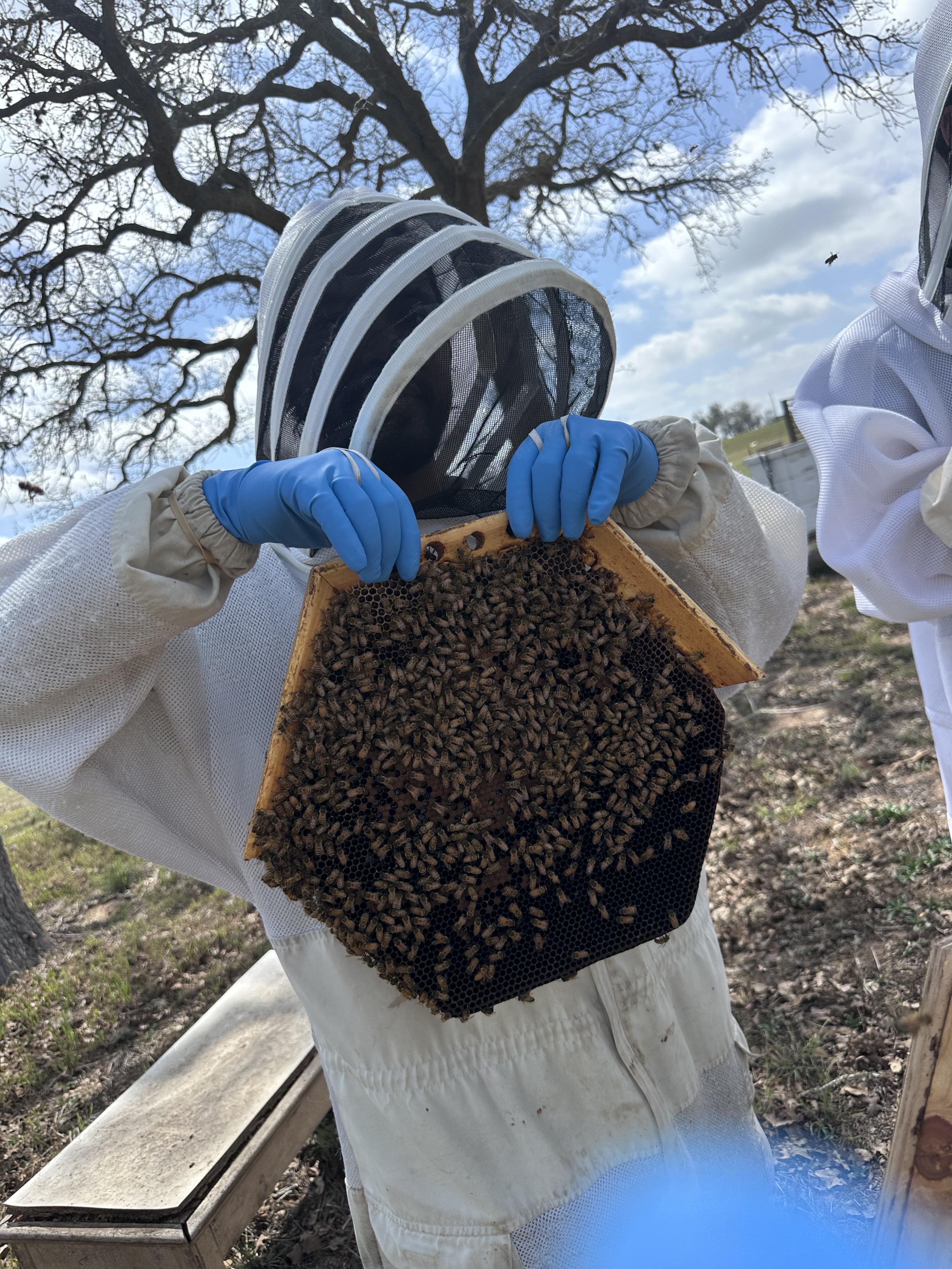 Hive Tours - IMG 3024