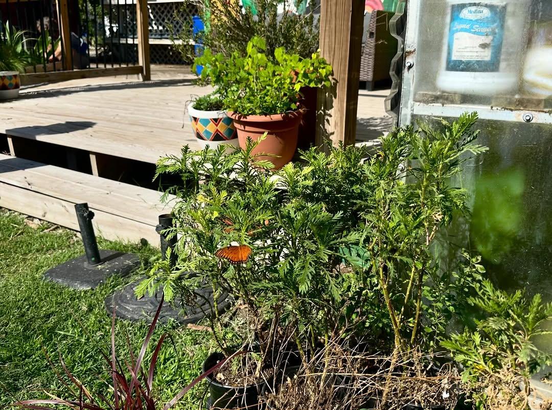 Volunteer - 491463648 17910167850100234 5201896049162539289 n